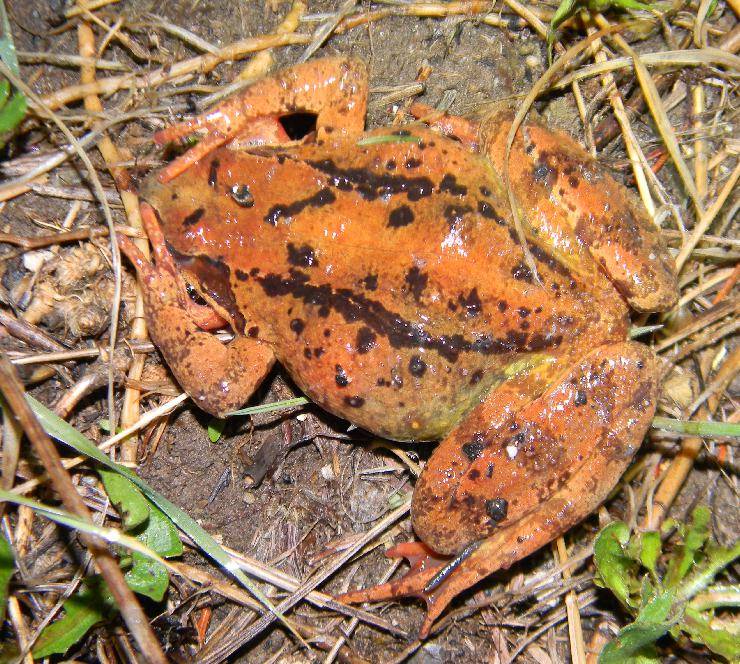 unken reflex di rana temporaria
